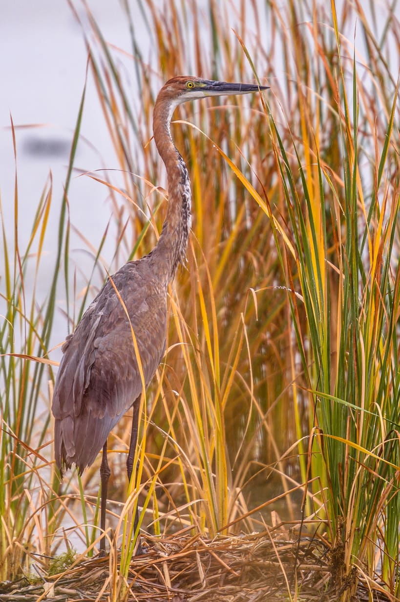 birdlife-dunes_side-image-01_819x1230_150dpi