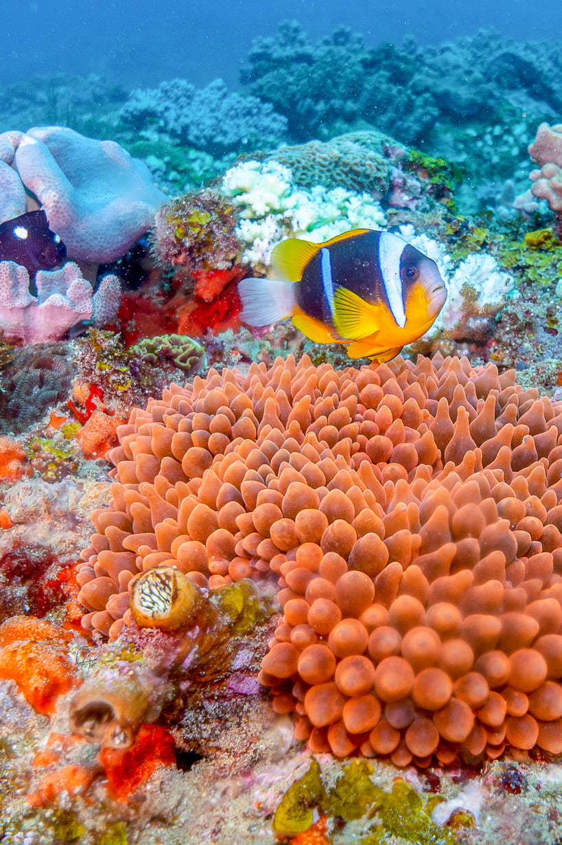 diving_side-image-01_819x1230_150dpi