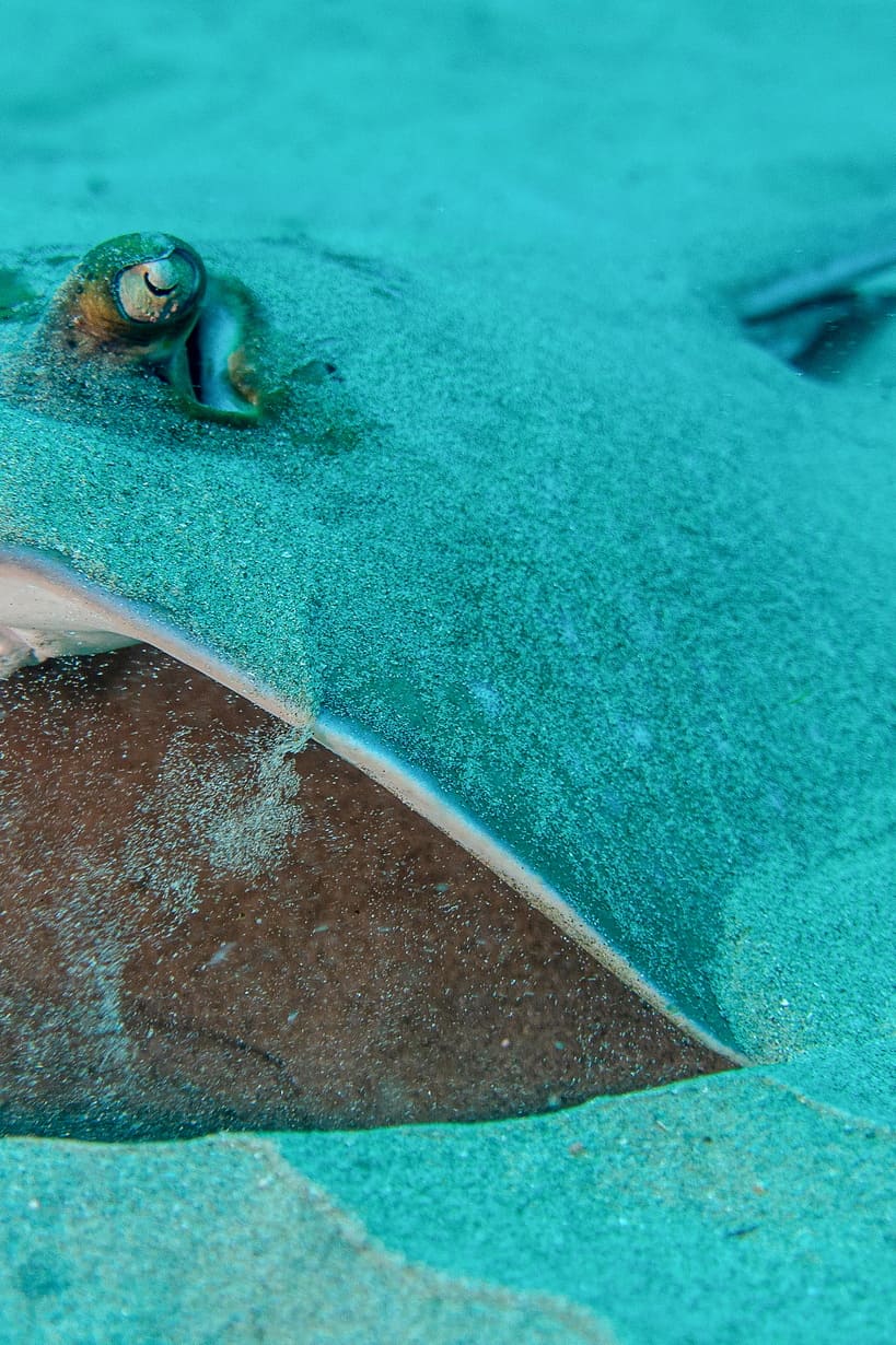 diving_side-image-03_819x1230_150dpi