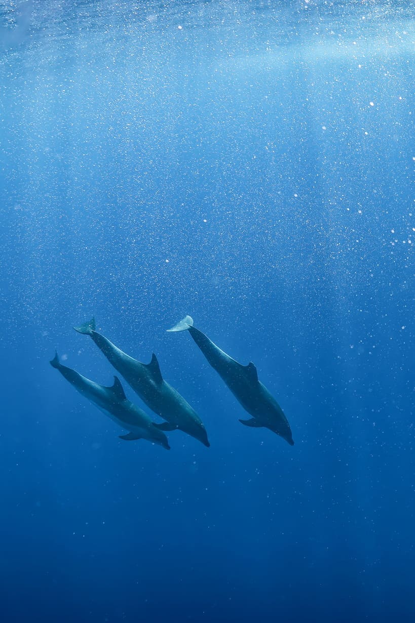 ocean-safari_side-image-01_819x1230_150dpi
