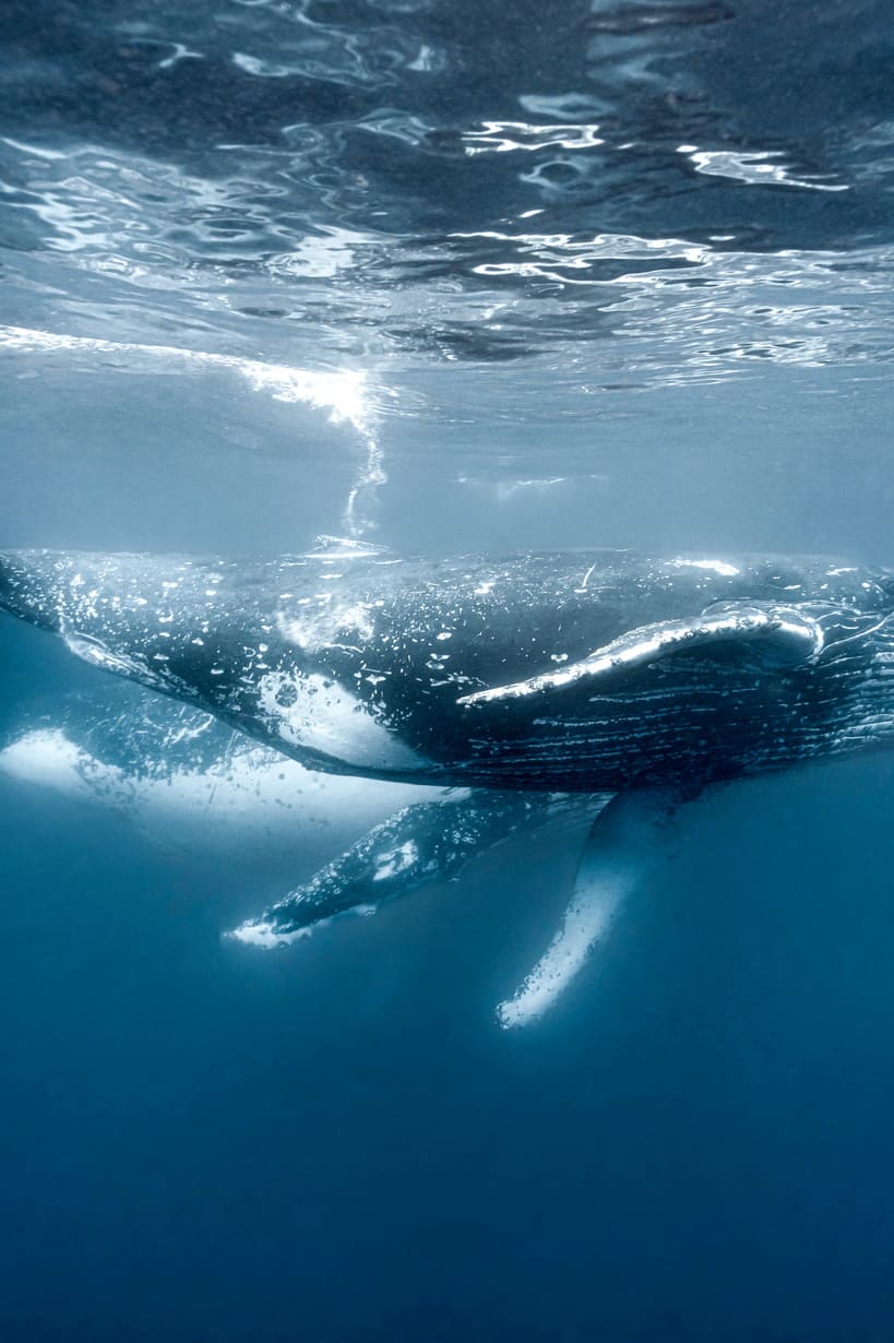 ocean-safari_side-image-02_819x1230_150dpi