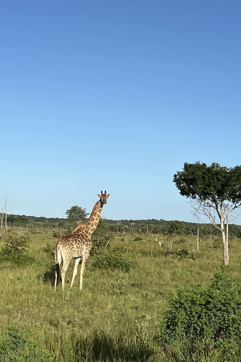 safari_side-image-01_819x1230_150dpi