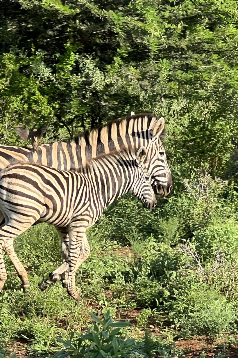 safari_side-image-02_819x1230_150dpi