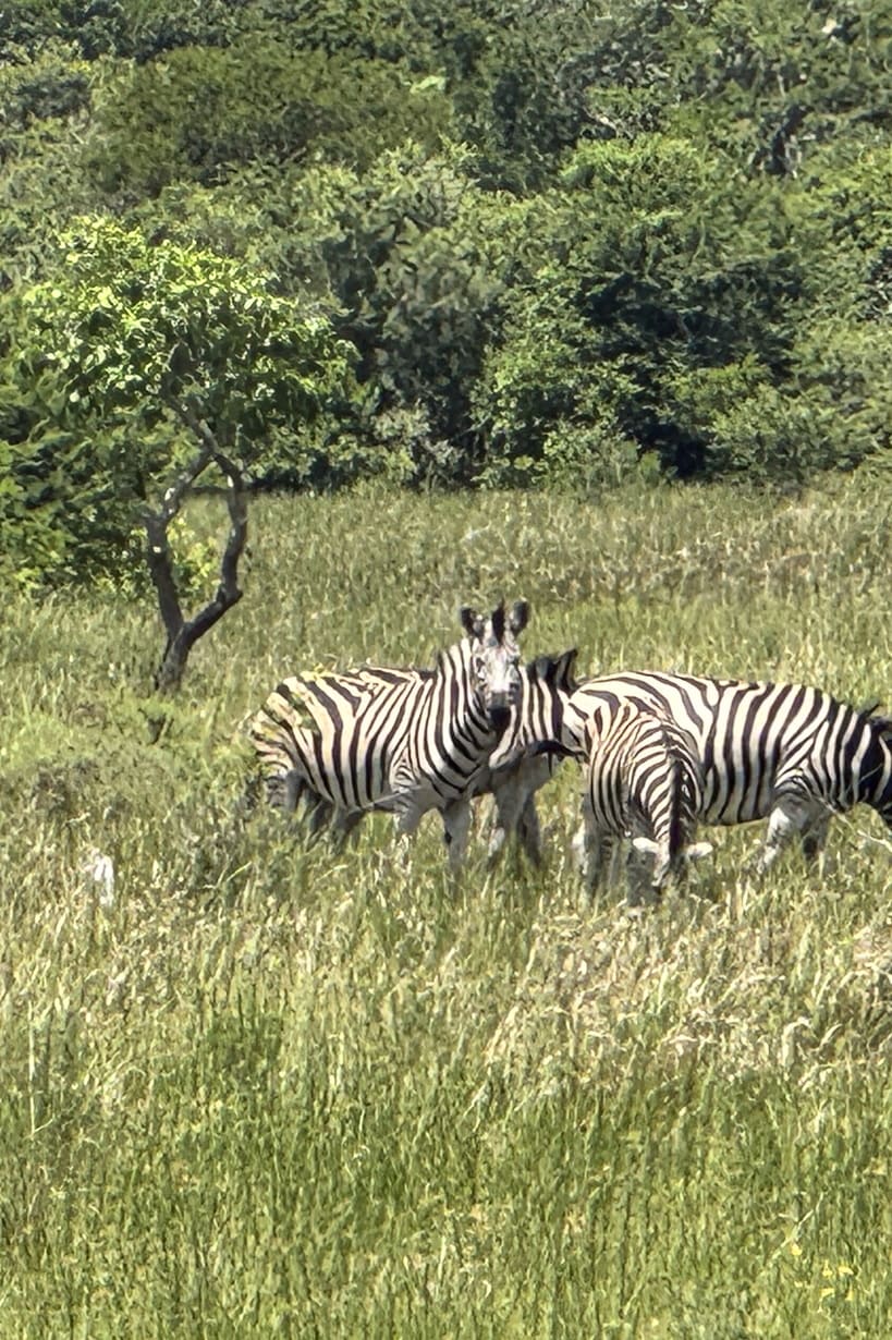 safari_side-image-04_819x1230_150dpi