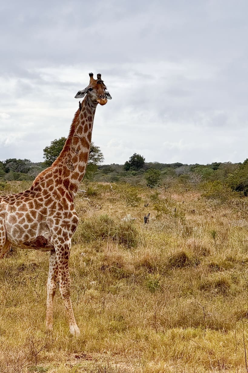 safari_side-image-05_819x1230_150dpi