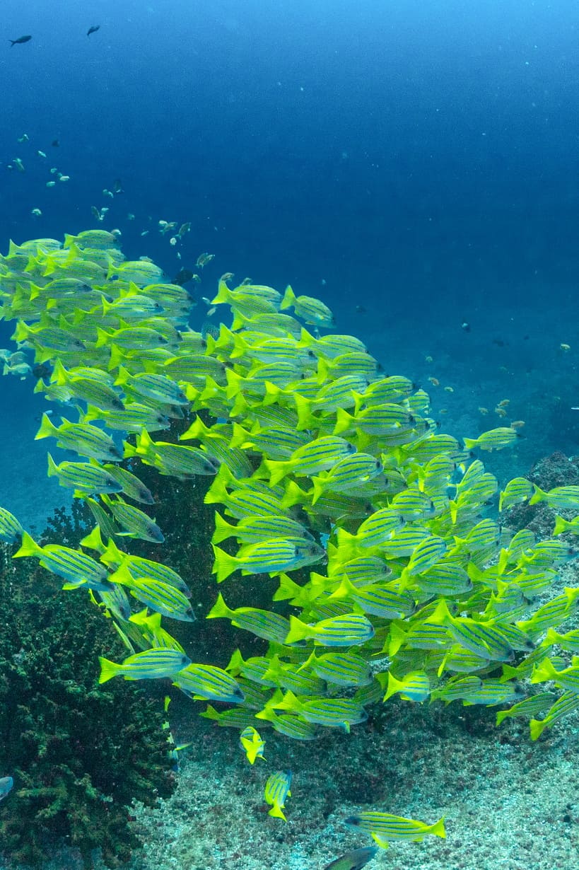 snorkelling_side-image-02_819x1230_150dpi