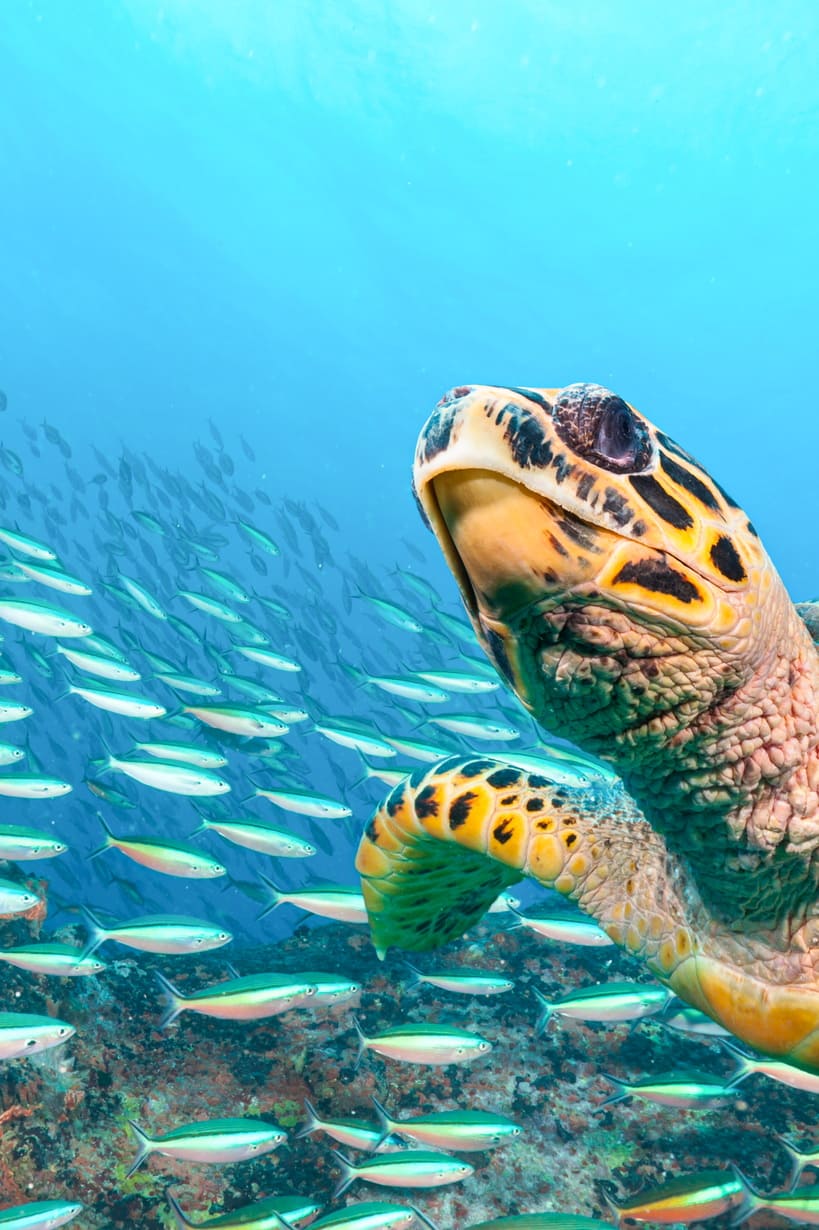 turtles_side-image-01_819x1230_150dpi