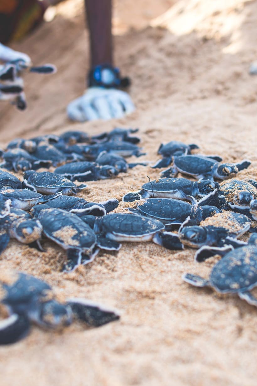 turtles_side-image-02_819x1230_150dpi